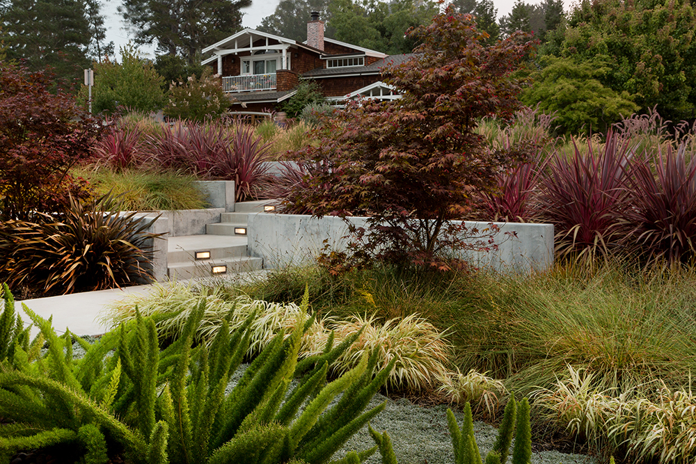 Modern Dry Garden - Walnut Creek, CA